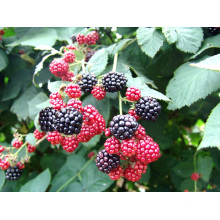 IQF Einfrieren Organic Blackberry Zl-023